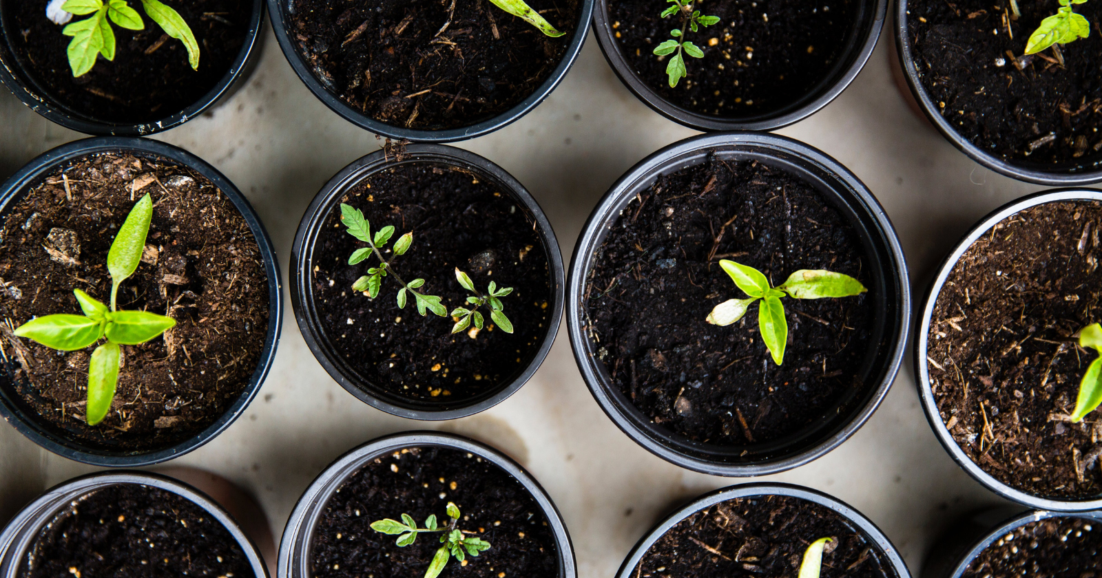 gardening tips for seniors