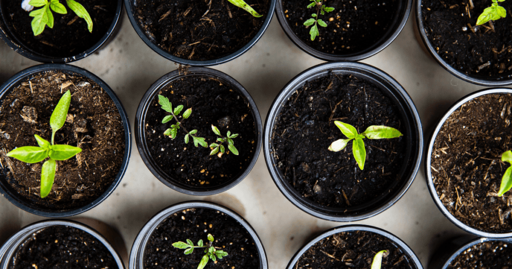 Wheelchair Accessible Gardening 